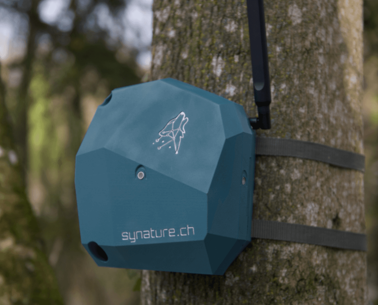 Synature