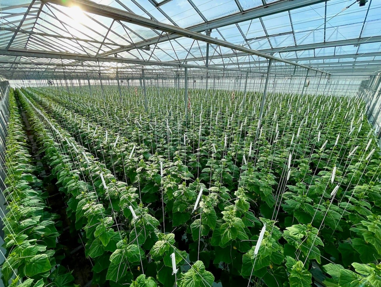 Optimal Agriculture
